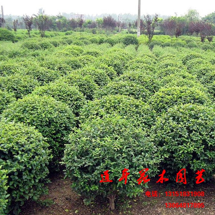 小葉黃楊 黃楊苗 瓜子黃楊球 瓜子黃楊苗 批發 規格
