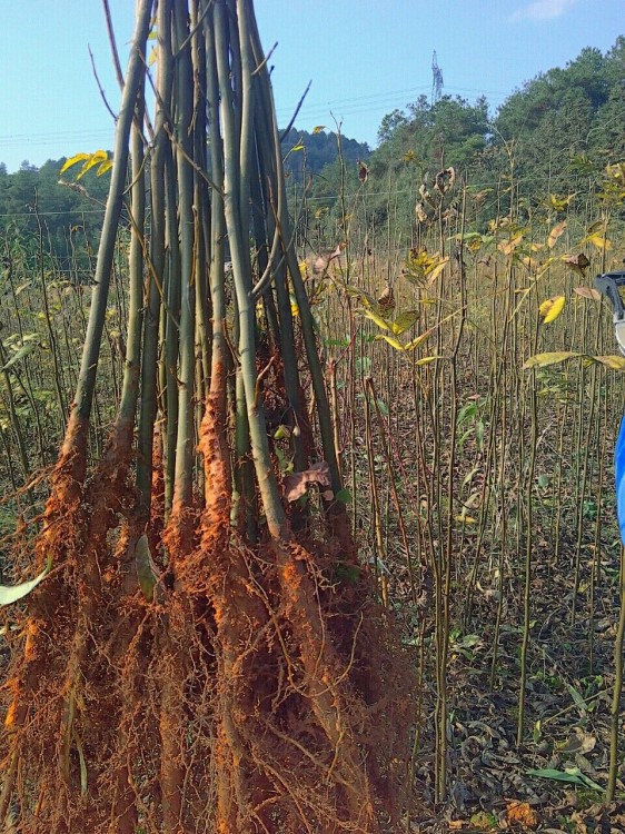 青錢柳苗 柳樹苗 青錢柳小苗 柳種苗