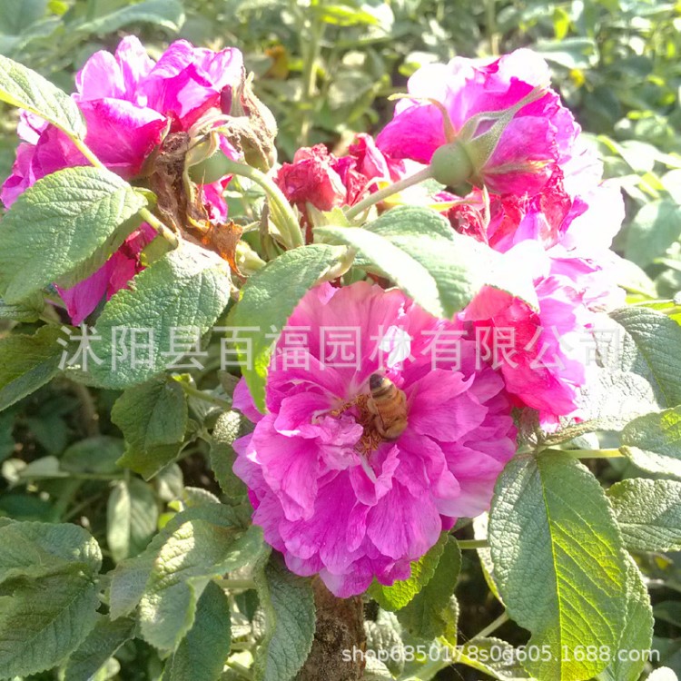 食用玫瑰花 基地直銷 批發(fā)價(jià)格 帶刺玫瑰 公園道路小區(qū)綠化綠籬