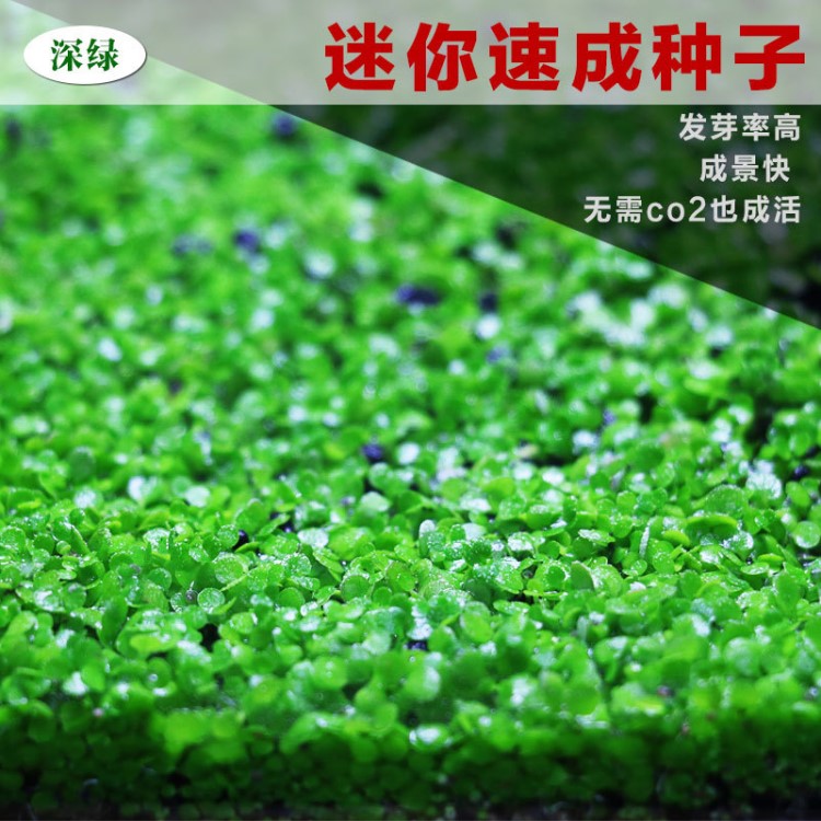 水草活體種子造景前景草迷你小對葉植物迷你矮牛水族魚缸裝飾包郵