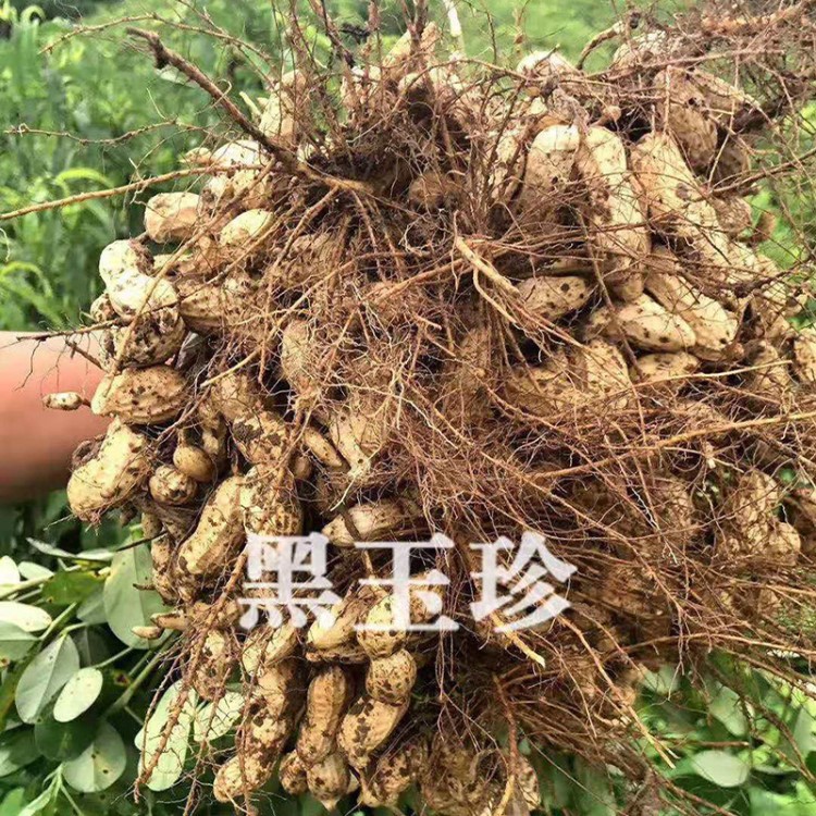 【主播】帶殼黑花生500g 可食用 可種植