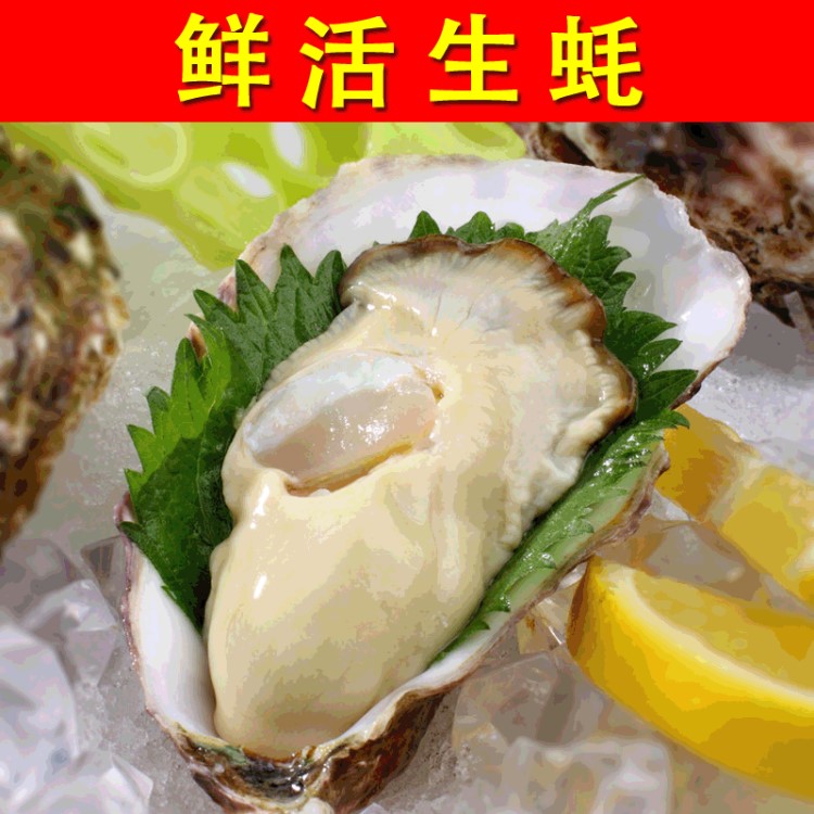 【鮮大陸】養(yǎng)殖場(chǎng)直發(fā) 日料燒烤西餐 直接生食 牡蠣 鮮活生蠔