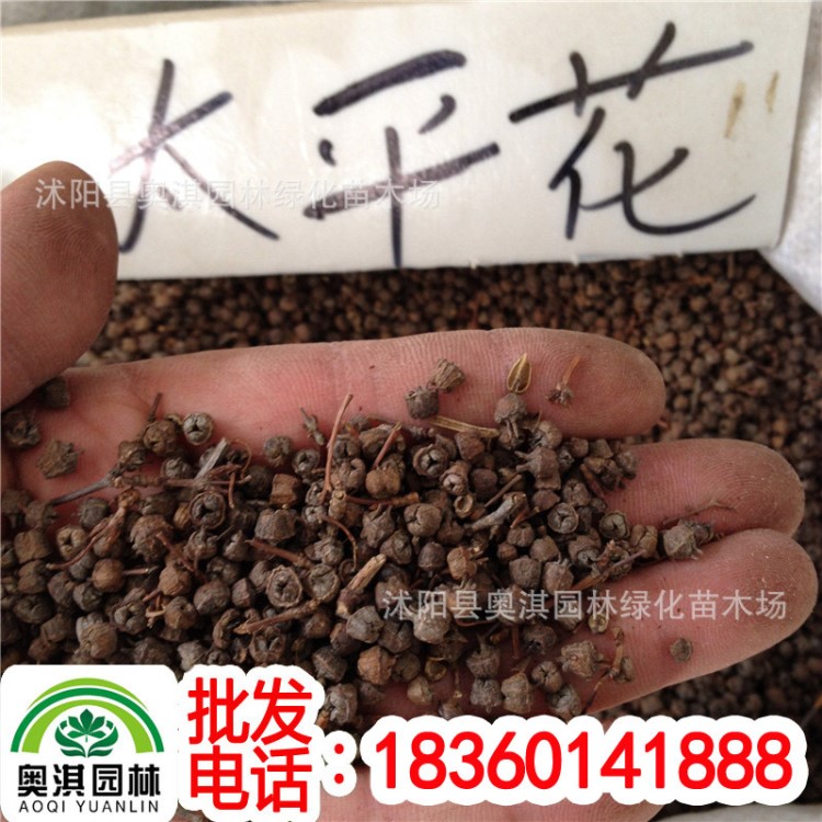 公司出售太平花種子 長葉太平花 草本花卉種子 保質保量 貨到付款