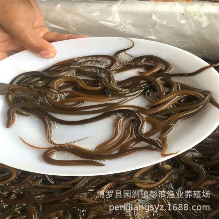 淡水黃鱔魚苗 花鱔種苗 大黃斑黃鱔苗 花鱔苗 鱔魚苗 廣東鱔魚苗