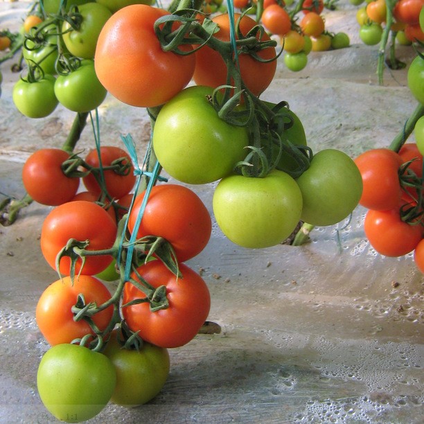 凤鸣雅世批发 红佳丽抗ty大红果番茄种子100粒 蔬菜基地用种