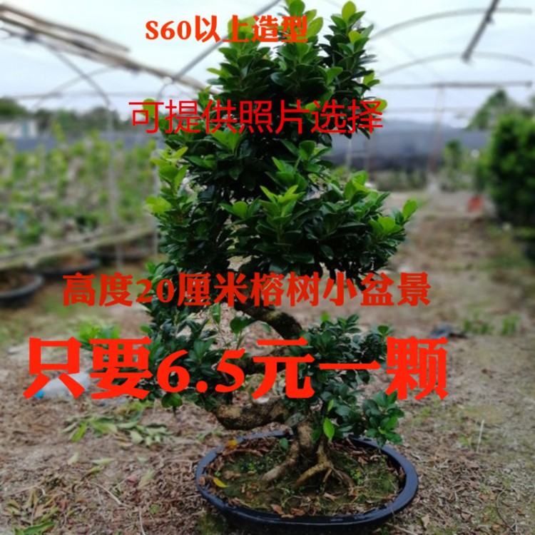 大型小葉榕樹樹樁 S造型榕樹盆景盆栽 綠植室外庭院陽臺(tái)觀莖植物