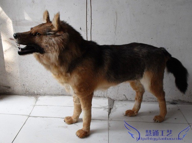 鎮(zhèn)宅辟邪仿真動物狼狗 居室裝飾品/動物園照相/影視道具 大狗標(biāo)本