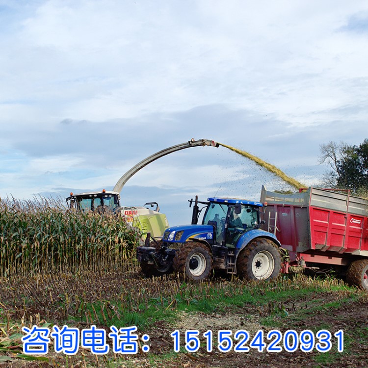 青貯玉米種子批發 產量高 果穗大 抗旱抗倒伏玉米種