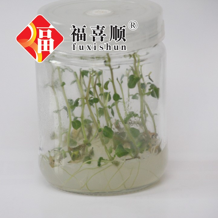 青島 廠家直銷  土豆 馬鈴薯脫毒苗 組培苗 試管苗