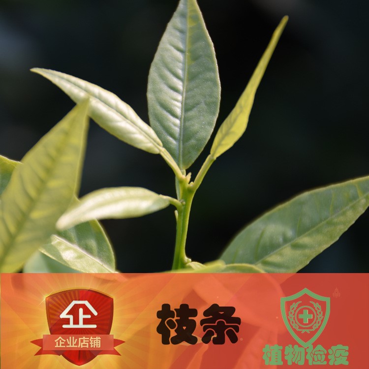 四川重慶檢疫無核沃柑091枝條  沃柑接穗