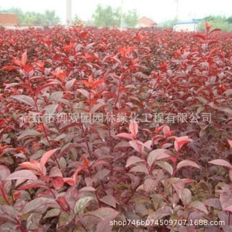 紅葉白臘小苗批發彩色綠籬金葉白蠟樹苗 行道風景工程綠化苗木