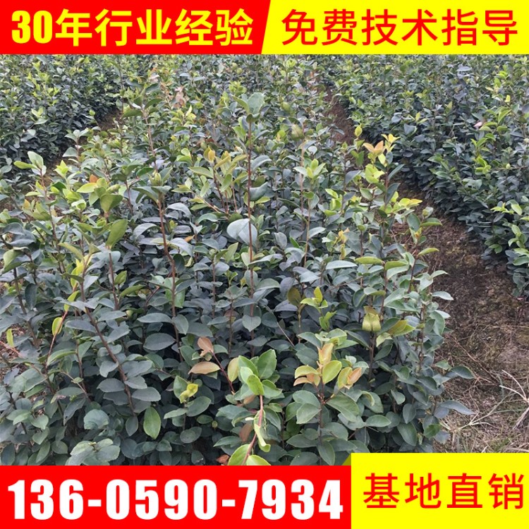 绿化苗木批发矮种软枝油茶苗油茶扦插苗大果白花油茶树苗