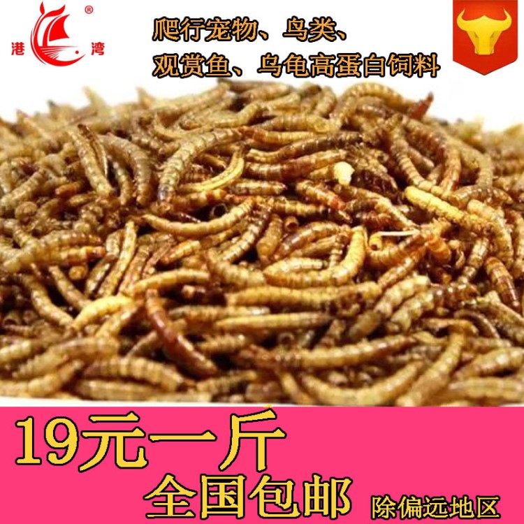 廠家批發(fā)面包蟲干 黃粉蟲倉(cāng)鼠寵物食糧 觀賞魚魚食 黃粉蟲干龜糧