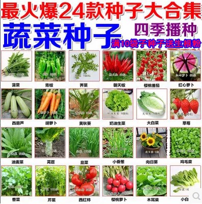 四季蔬菜 小白菜香菜蘿卜辣椒黃秋葵草莓茄香蔥韭菜苦瓜種籽種子