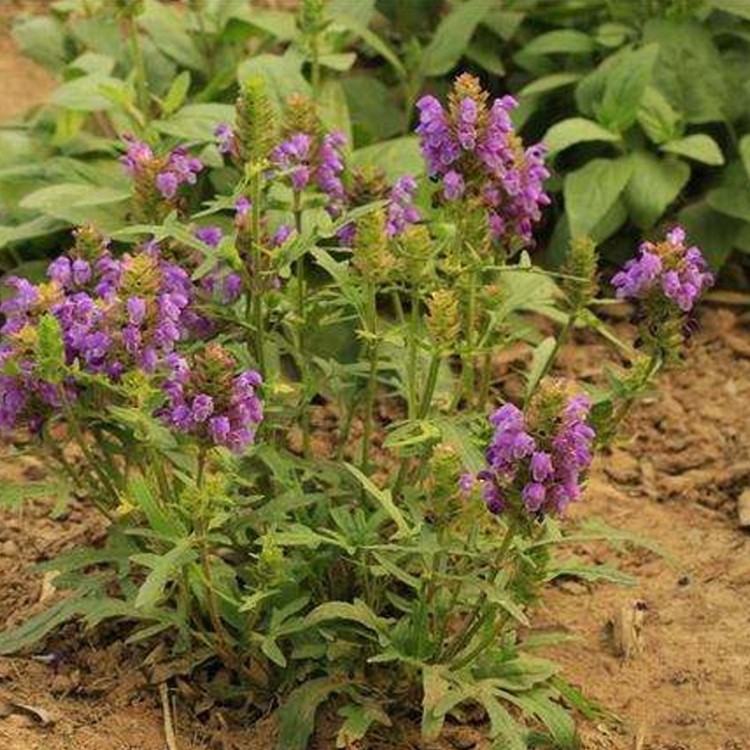 中藥材 夏枯草種子 新夏枯球子 發(fā)芽率高 品種