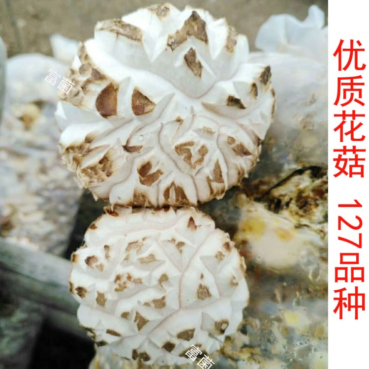 菇源地供應(yīng)袋栽  原木香蕈一級母種 菌種