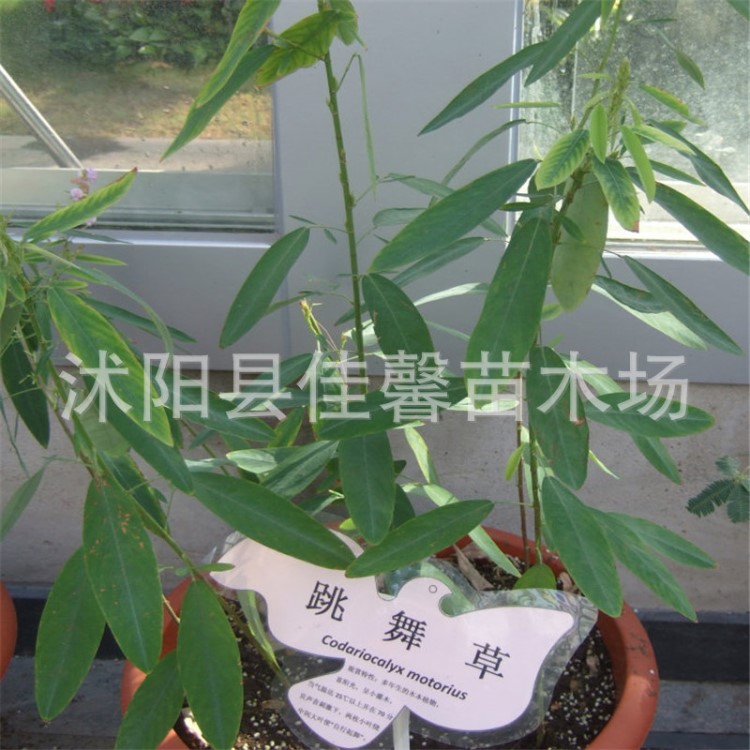 供應花卉種子 跳舞草種子 風流草 陽臺盆花種子 種子批發(fā)