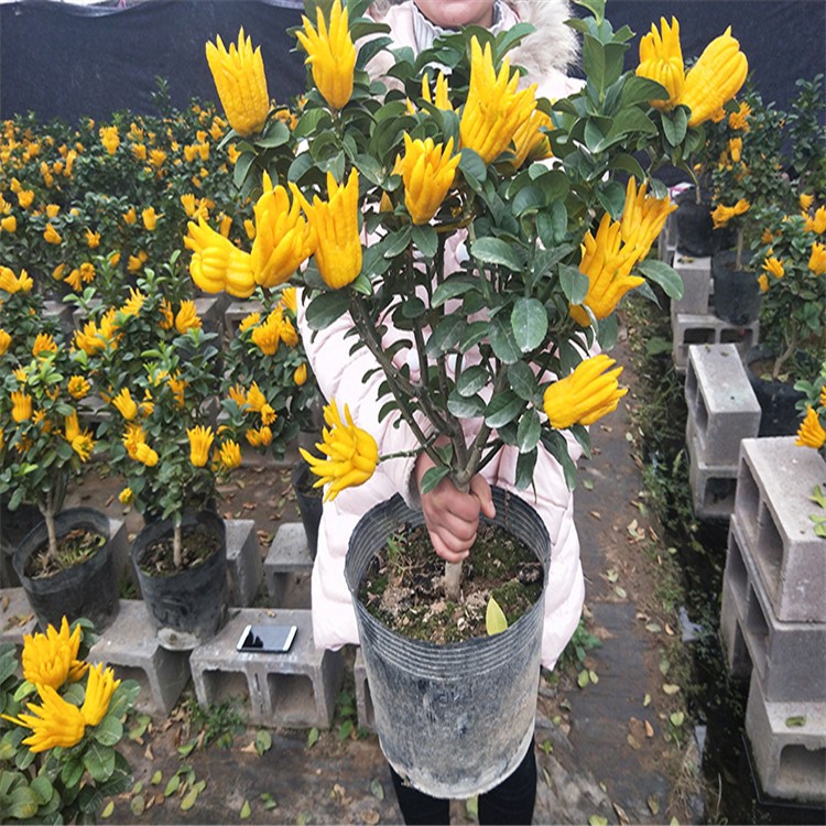 佛手苗盆栽 佛手室内观果植物盆景花卉 千佛手苗金佛手树带果发货