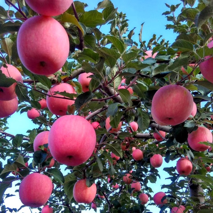 蘋果紅富士蘋果產(chǎn)地直供可批量16斤24個裝一件代發(fā)現(xiàn)摘現(xiàn)發(fā)