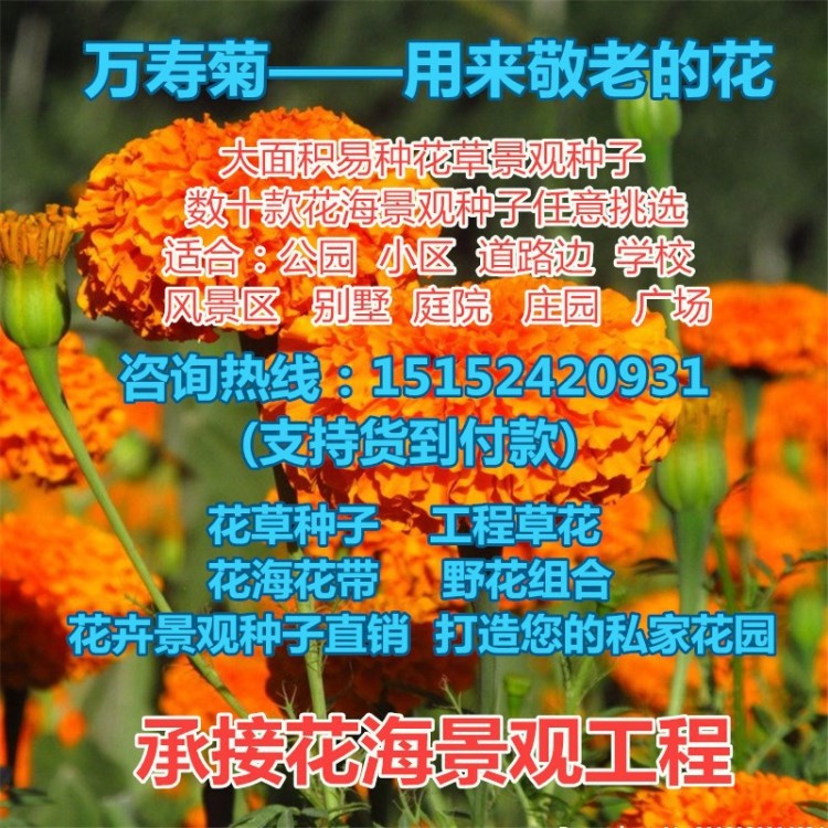 南非萬壽菊種子 非洲藍(lán)目菊種子明黃萬壽菊 陽臺盆栽花卉草花籽