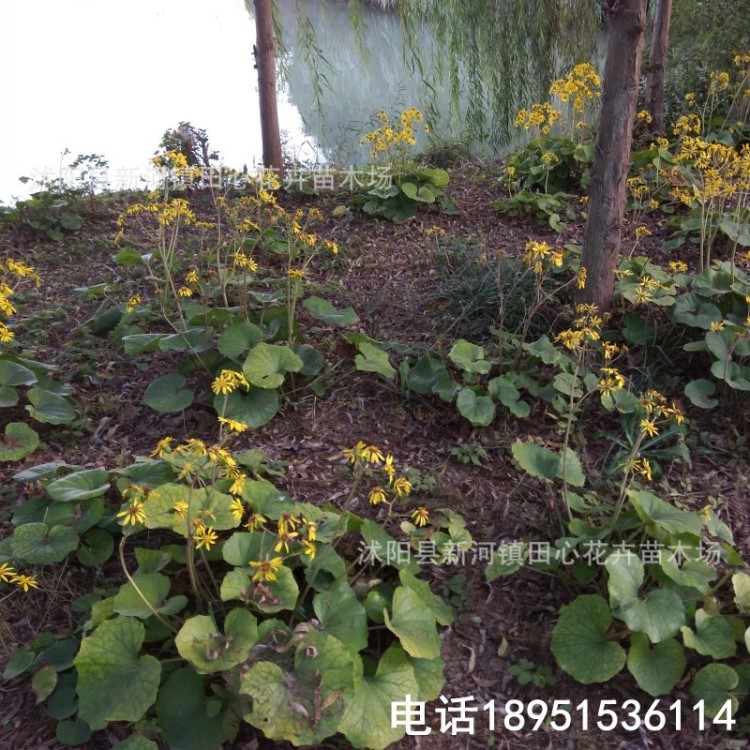 大葉吳風(fēng)草苗 多年生葶狀草本 八角烏 蓮 基地直銷 批發(fā)價(jià)格