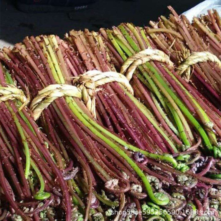 大量批發(fā)賣家親手種植東北特產(chǎn)山野菜猴腿 一件代發(fā)