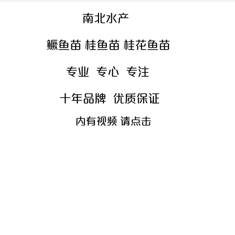 全國(guó)供應(yīng)魚苗3~6公分桂花魚苗 鱖魚苗 桂魚苗 魚苗大量批發(fā)