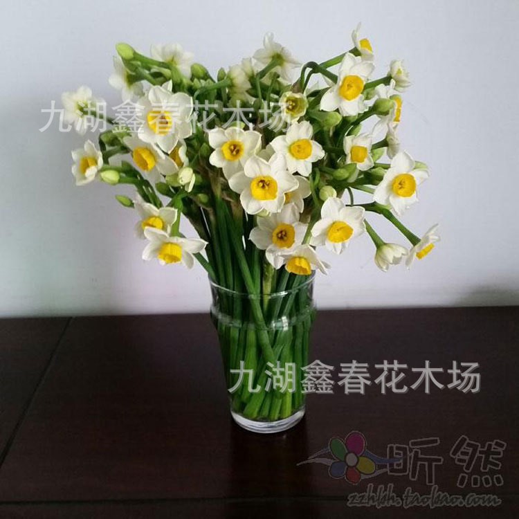 2018精品貨源水仙花花枝花束批發(fā)鮮切花水培花卉11月份開始預定