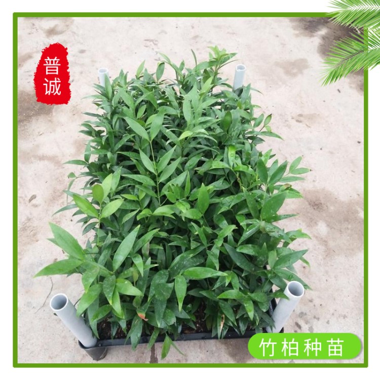 廠家批發竹柏種苗辦公室花卉盆栽綠植水培土栽綠色植物