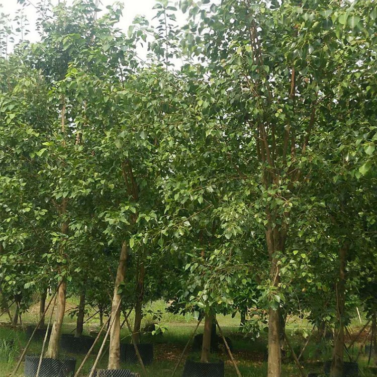 基地批發菩提榕樹 綠化工程植物風景樹苗常綠喬木 規格
