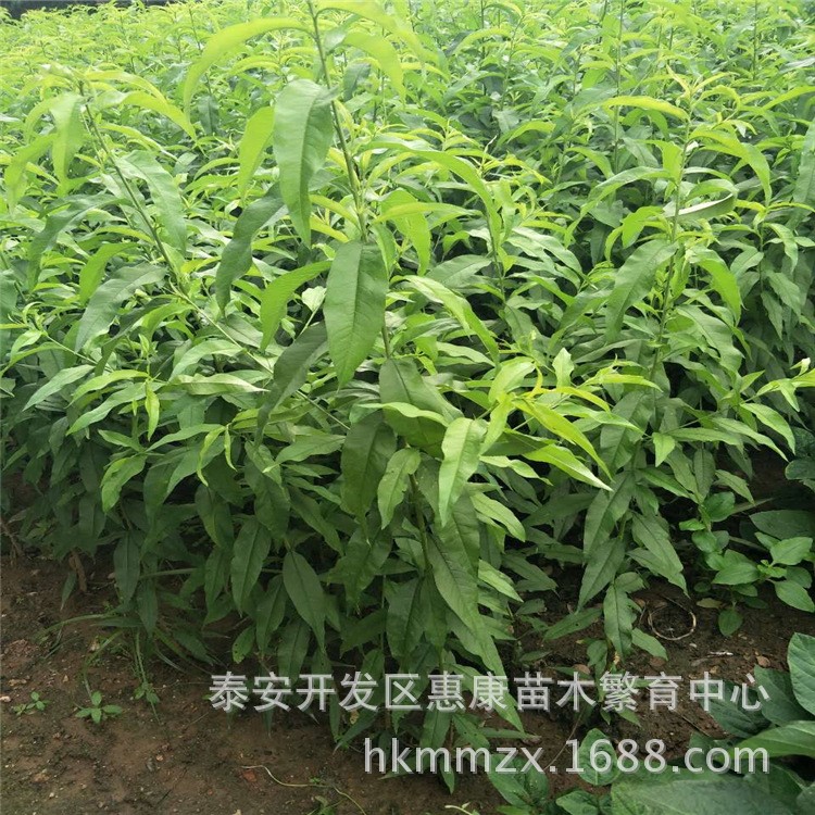基地大量供應(yīng)嫁接桃樹成苗 紫葉冬桃 紅不軟桃  品種