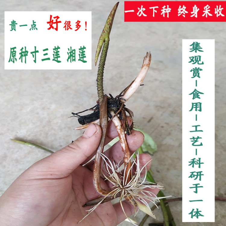 湖南湘莲藕种藕苗 莲藕种 莲藕苗莲藕种根苗种植荷花盆栽观赏食用