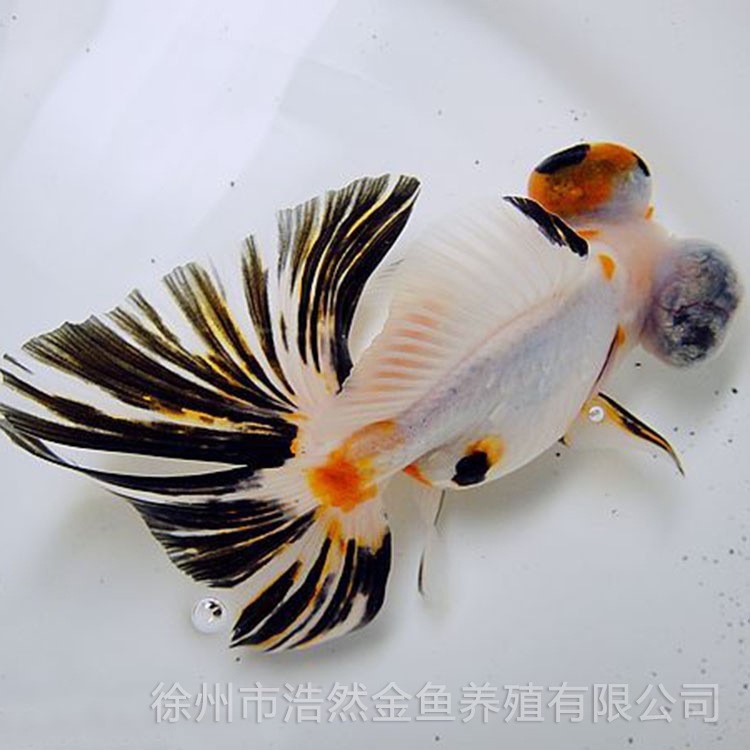 推薦 花蝶尾金魚 觀賞金魚 現(xiàn)貨批發(fā) 量大從優(yōu)【圖】