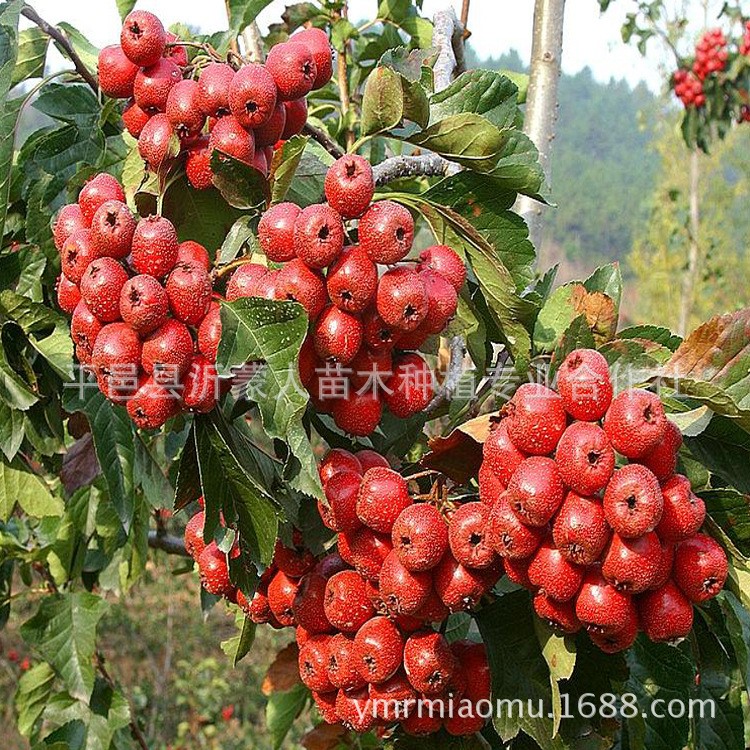 【特賣(mài)】山楂樹(shù)苗 大金星山楂樹(shù)苗 大五棱山楂樹(shù)苗