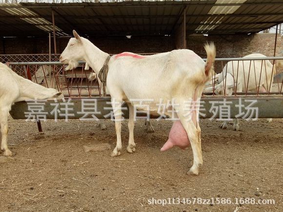 奶羊價(jià)格 薩能奶山羊 莎能奶山羊 關(guān)中奶山羊羊羔 活體奶山羊銷(xiāo)售