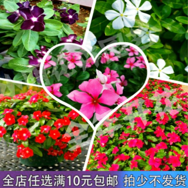 長春花種子日日春五瓣梅四季開春播室內陽臺易種盆栽花卉種子花