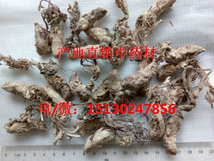金蟬花1kg 中藥材 蟬蛹草、蛹茸、蟬茸菌、蟲花 蟬花