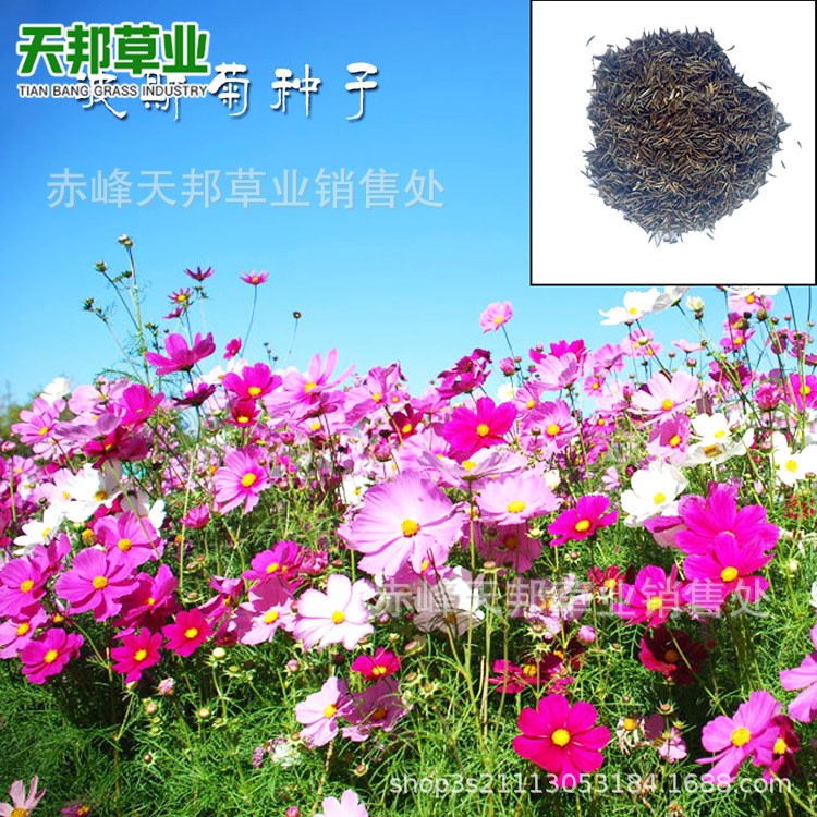 內蒙古赤峰 大量批發(fā) 波斯菊種子 種苗及種球 品種較多 現(xiàn)貨