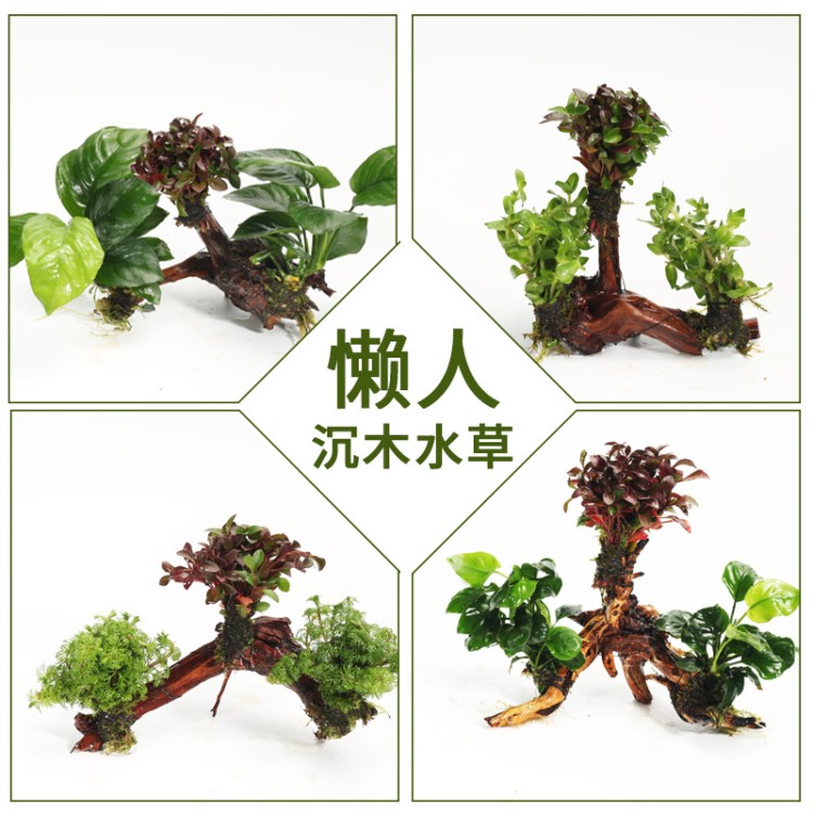 魚缸裝飾造景 真水草活體沉木 養(yǎng)魚后景草缸植物 淡水懶人小水榕