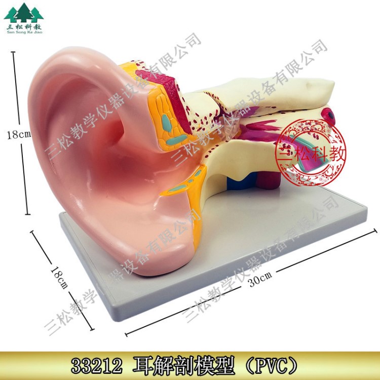 33212耳解剖模型(6倍放大） 生物實驗器材 耳構(gòu)造模型 教學(xué)儀器