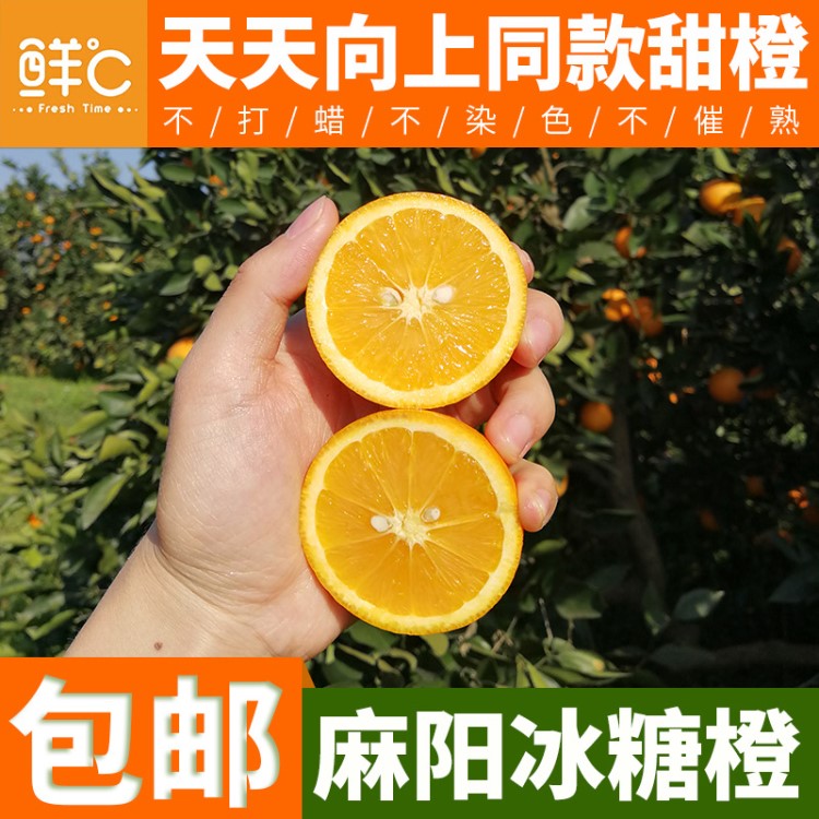 產地直銷新鮮冰糖橙麻陽當季水果甜橙子冰糖果凍橙鮮度網店代理