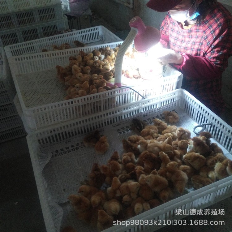 山东麻鸡鸡苗孵化场 出售散养黄麻鸡苗 青脚麻鸡苗快大型麻鸡