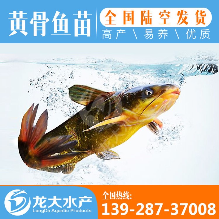 【大量出售】黃顙魚苗 黃辣丁魚苗 黃骨魚苗 雜交黃顙魚