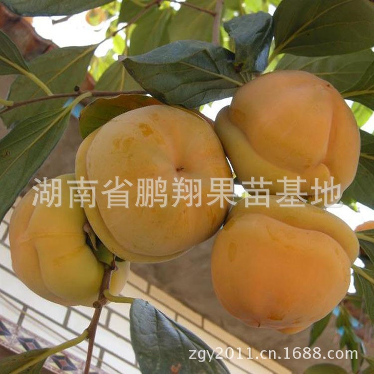果樹苗木 果苗 磨盤柿苗 味甜如蜜 柿子樹苗 可盆栽柿樹苗