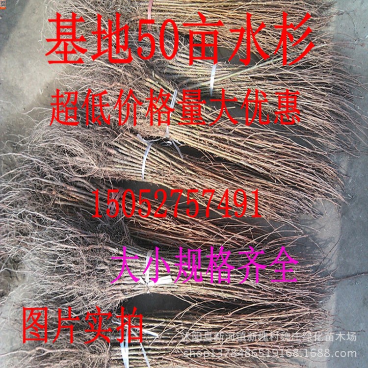 基地 超低價 大量批發(fā)水杉苗 水杉樹苗 規(guī)格 活化石 行道樹