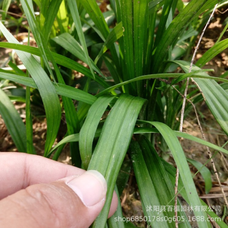 吉祥草基地直銷 批發(fā)價(jià)格 多年生常綠草本耐凍地被植物 紫衣草