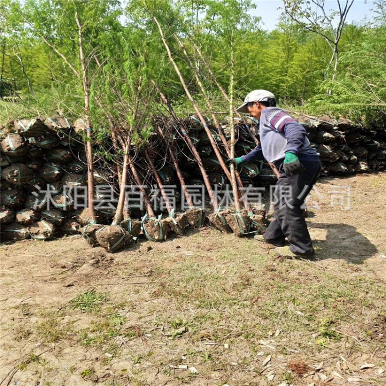 基地批發(fā) 墨西哥落羽杉小樹 北美落羽杉大樹工程樹 規(guī)格