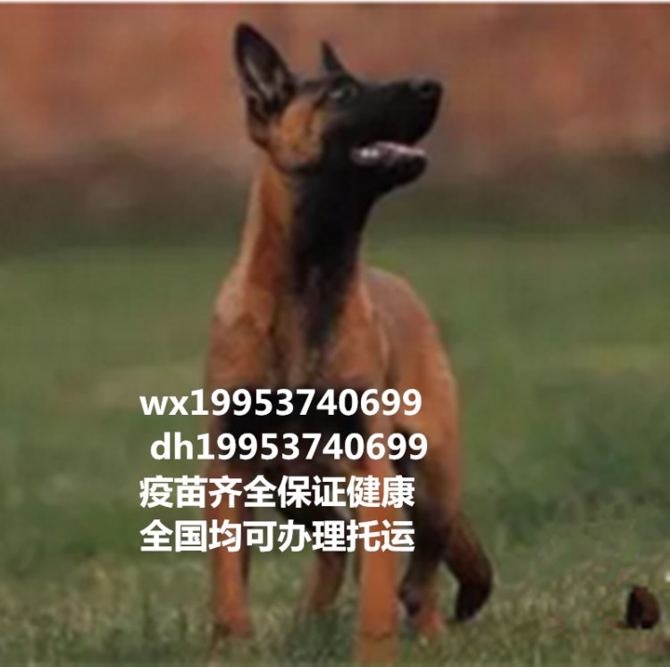 出售DDR東德牧羊犬幼犬活體德牧幼犬馬犬賽級(jí)雙血統(tǒng)太極色東德犬