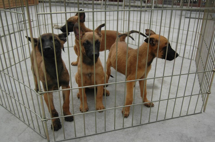 活体马倩驯养基地出售种马犬幼犬 马犬幼犬养殖场