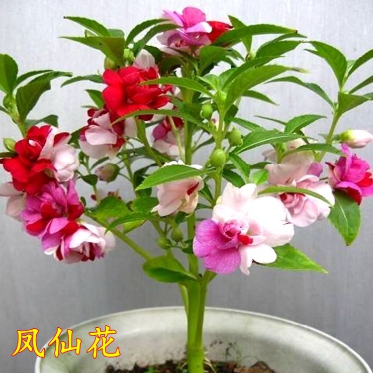 批發(fā)茶花種子  鳳仙花種子 花種子